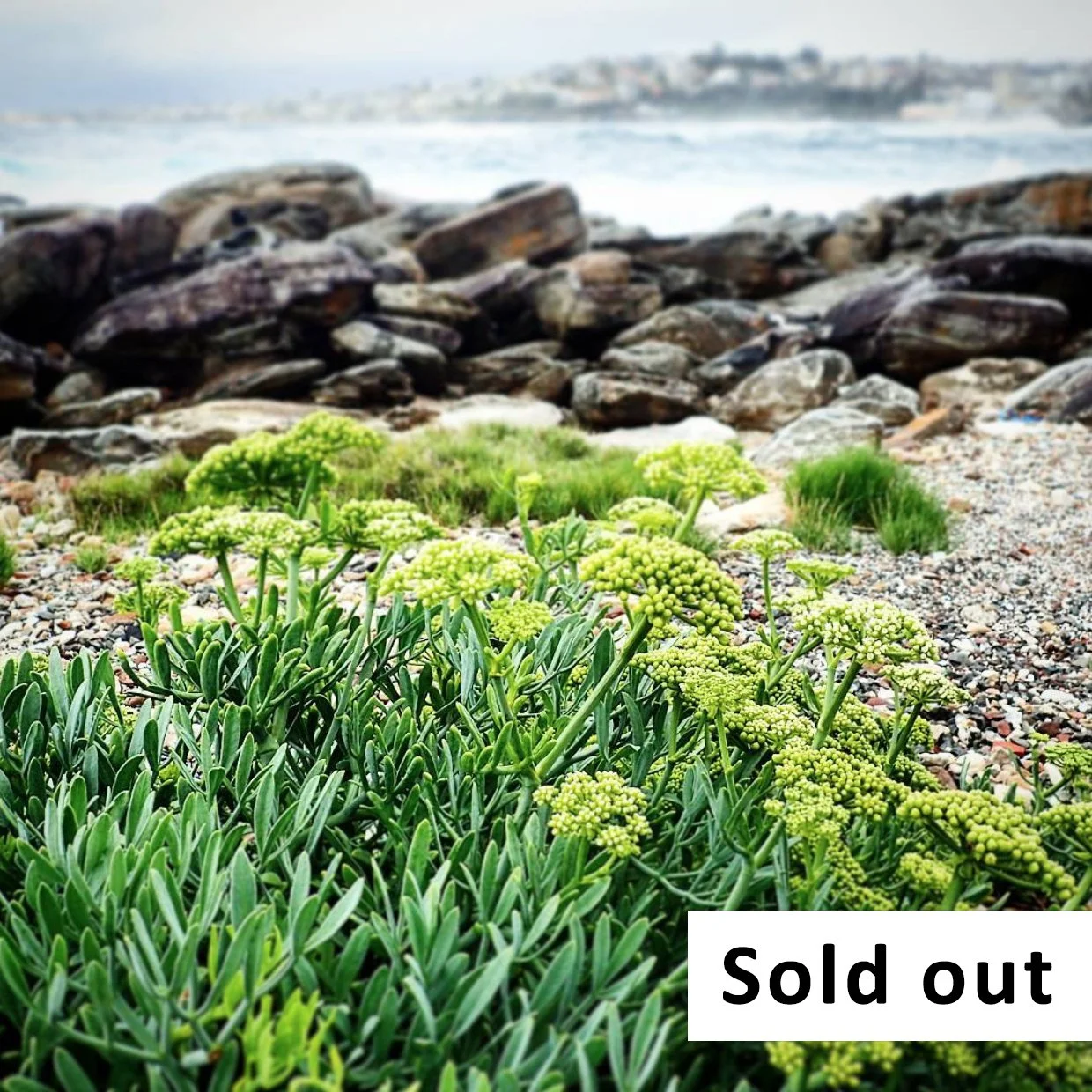 Tuesday Seaside Foraging Workshop, January 27 - Clovelly