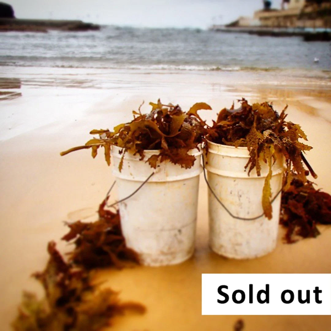 Seaside Foraging Workshop, February 14- Clovelly