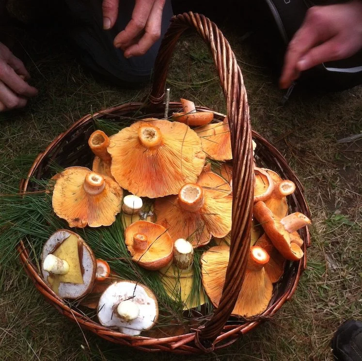 BUY-basket-hands-mushrooms.jpg
