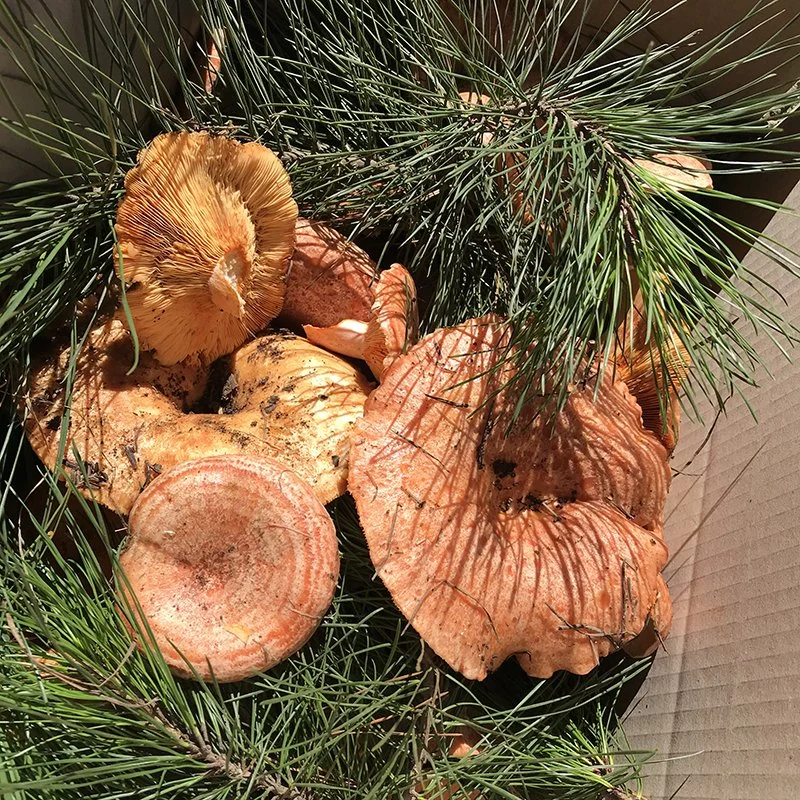 Mushroom Foraging Workshop for beginners - May 30 - Southern Highlands