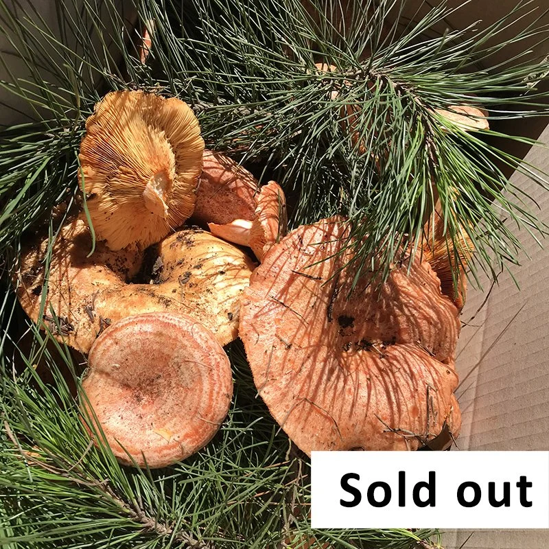 Tickets & Bookings foraging wild food — Wild Plants, Foraging