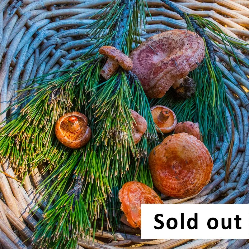 Mushroom Foraging Workshop for beginners - May 10 - Southern Highlands