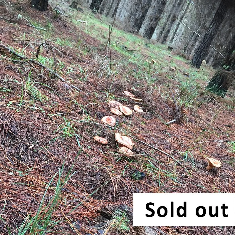 Mushroom Foraging Workshop for beginners - May 17 - Hampton