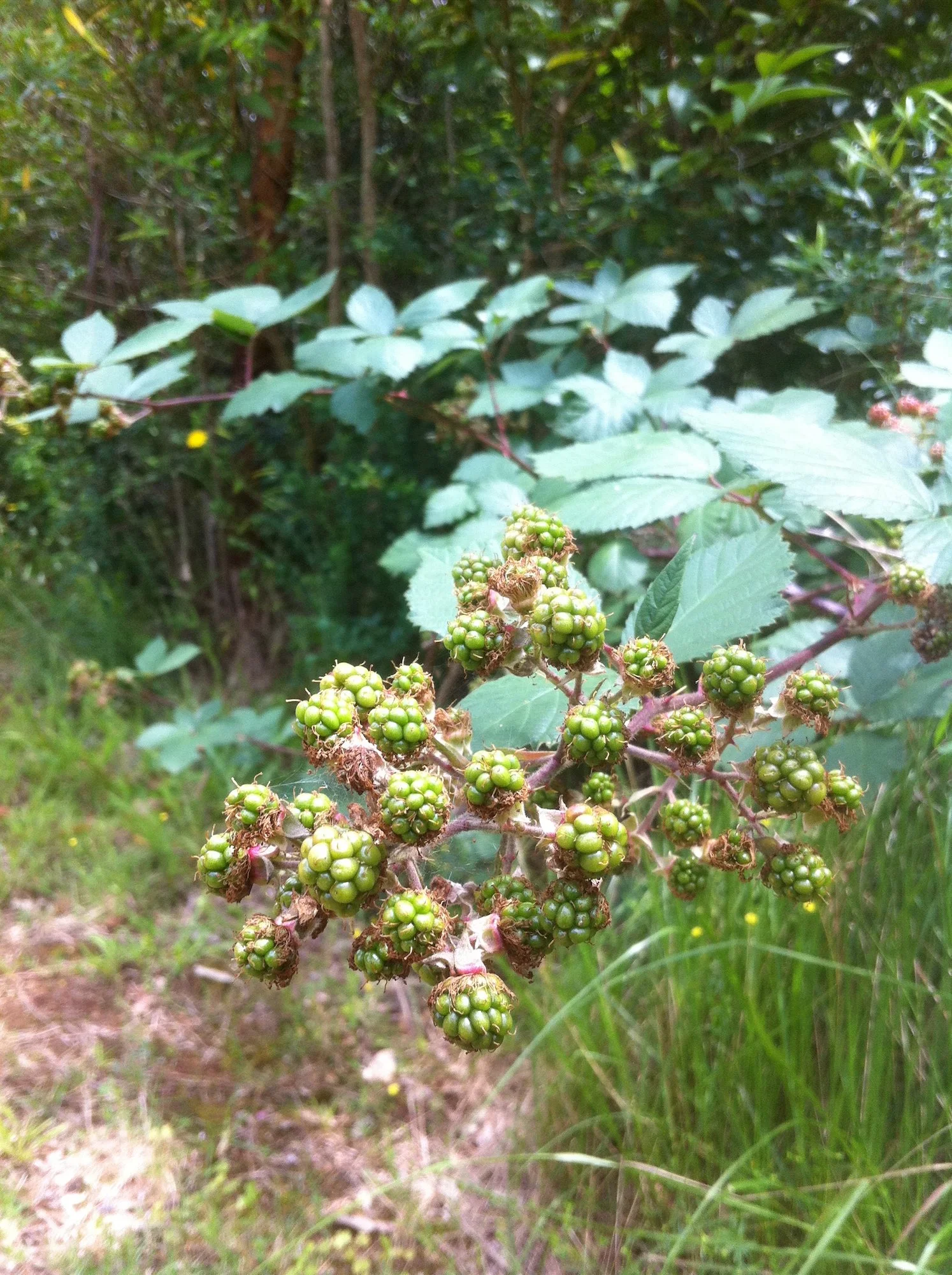 Blackberries in Australia- How to identify and where to forage the ...