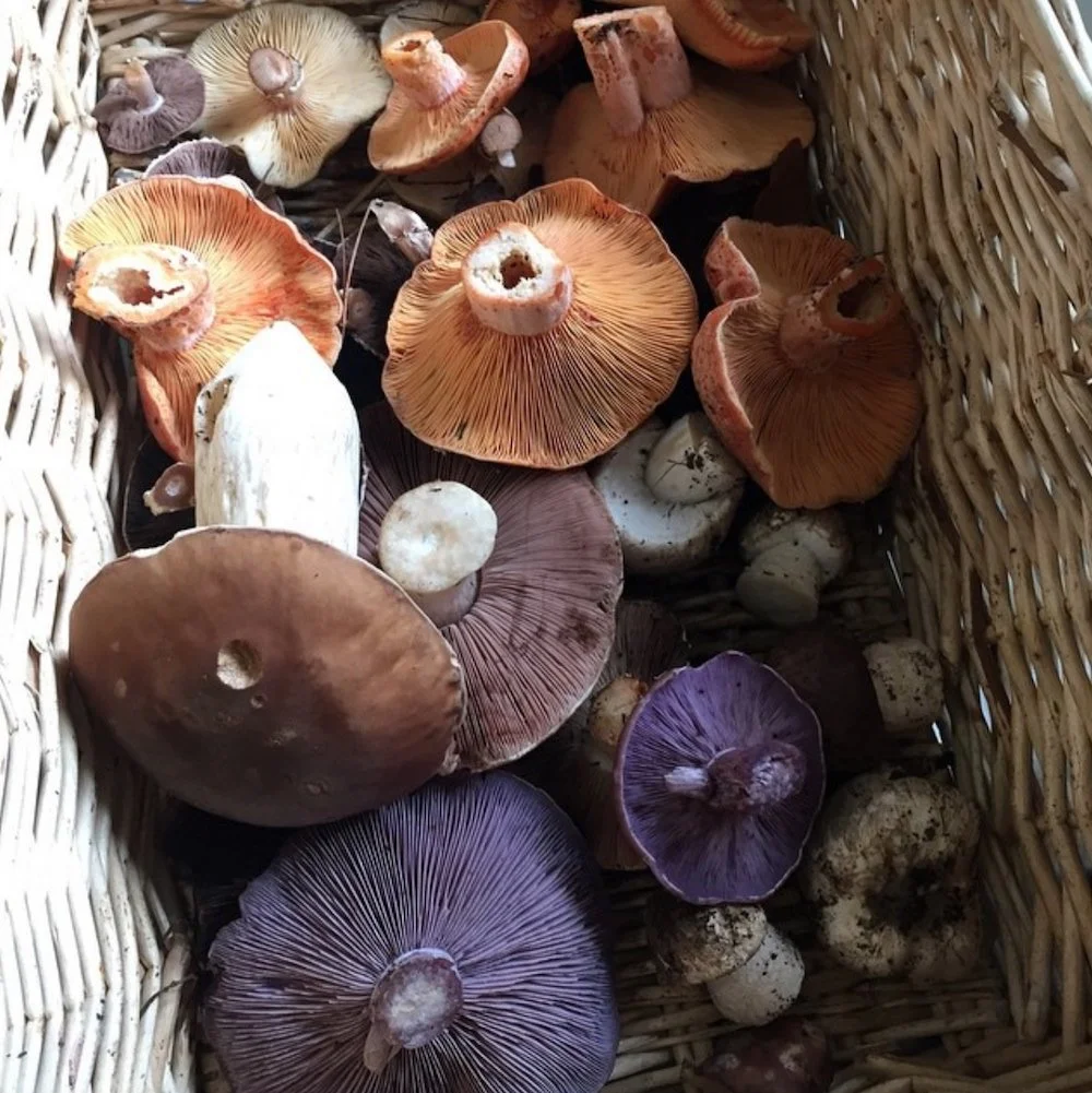 Intermediate Wild Edible Mushroom Foraging - April 28- Lithgow