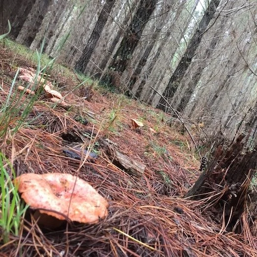 Tuesday Mushroom Foraging Workshop for beginners- March 24 - Lithgow