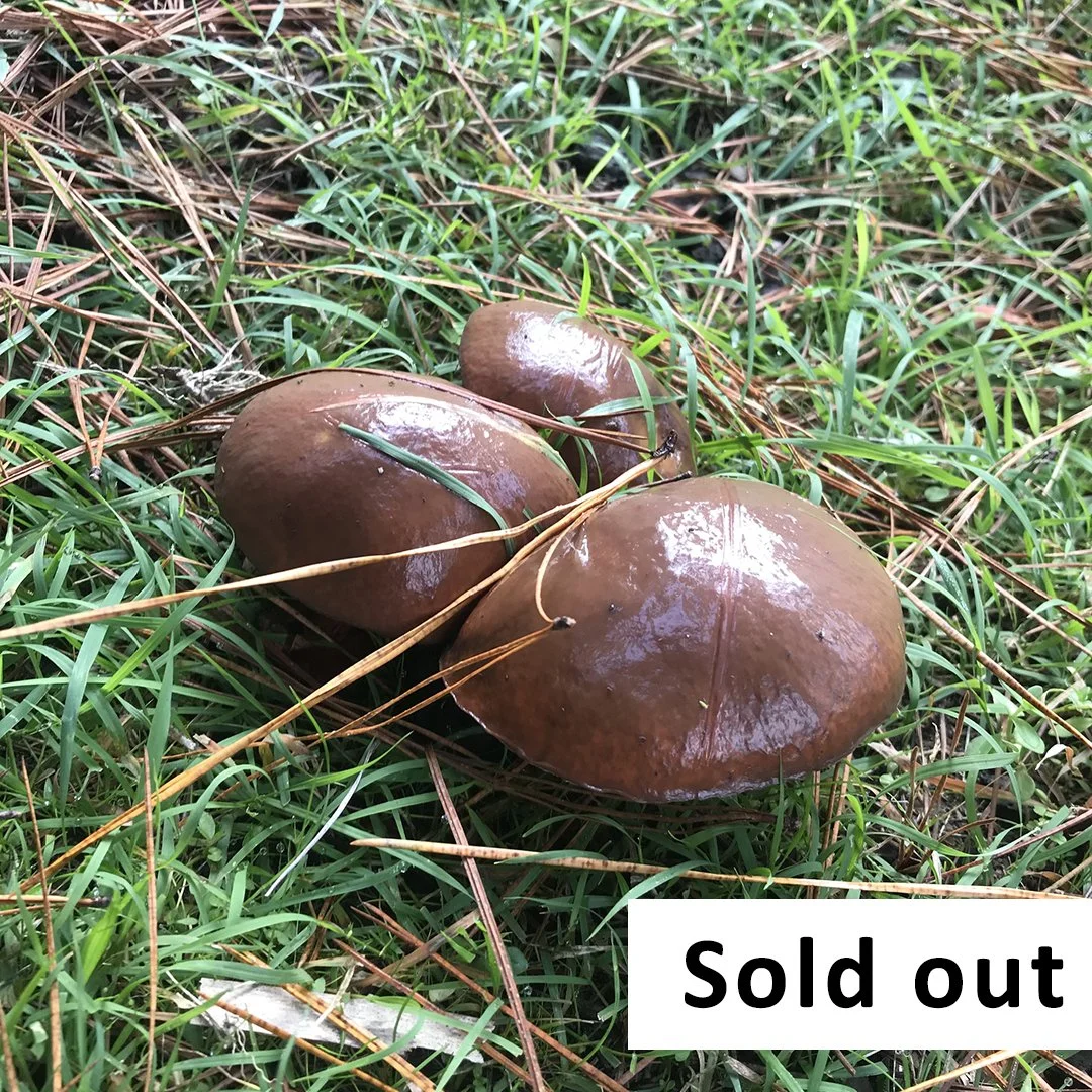 Mushroom Foraging Workshop for beginners- May 16 - Lithgow