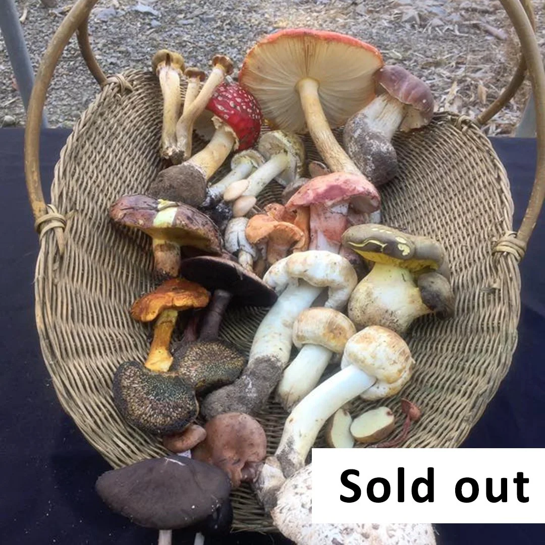 Intermediate Wild Edible Mushroom Foraging - April 25- Hampton