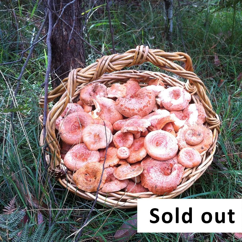 Mushroom Foraging Workshop for beginners- April 11 - Lithgow