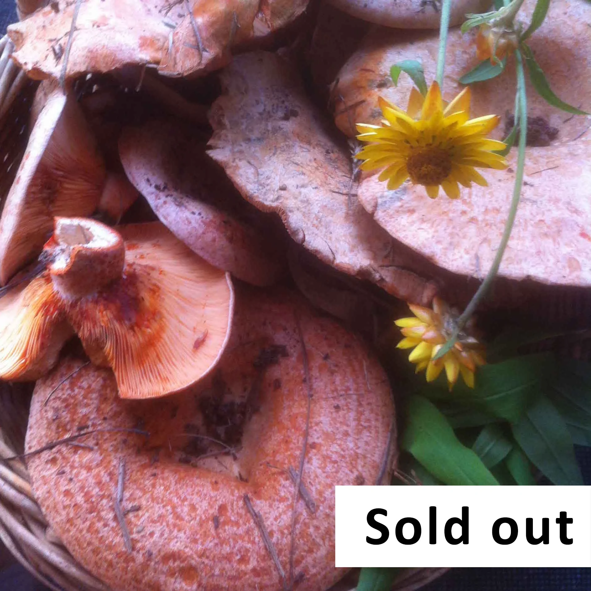 Mushroom Foraging Workshop for beginners - May 31 - Southern Highlands