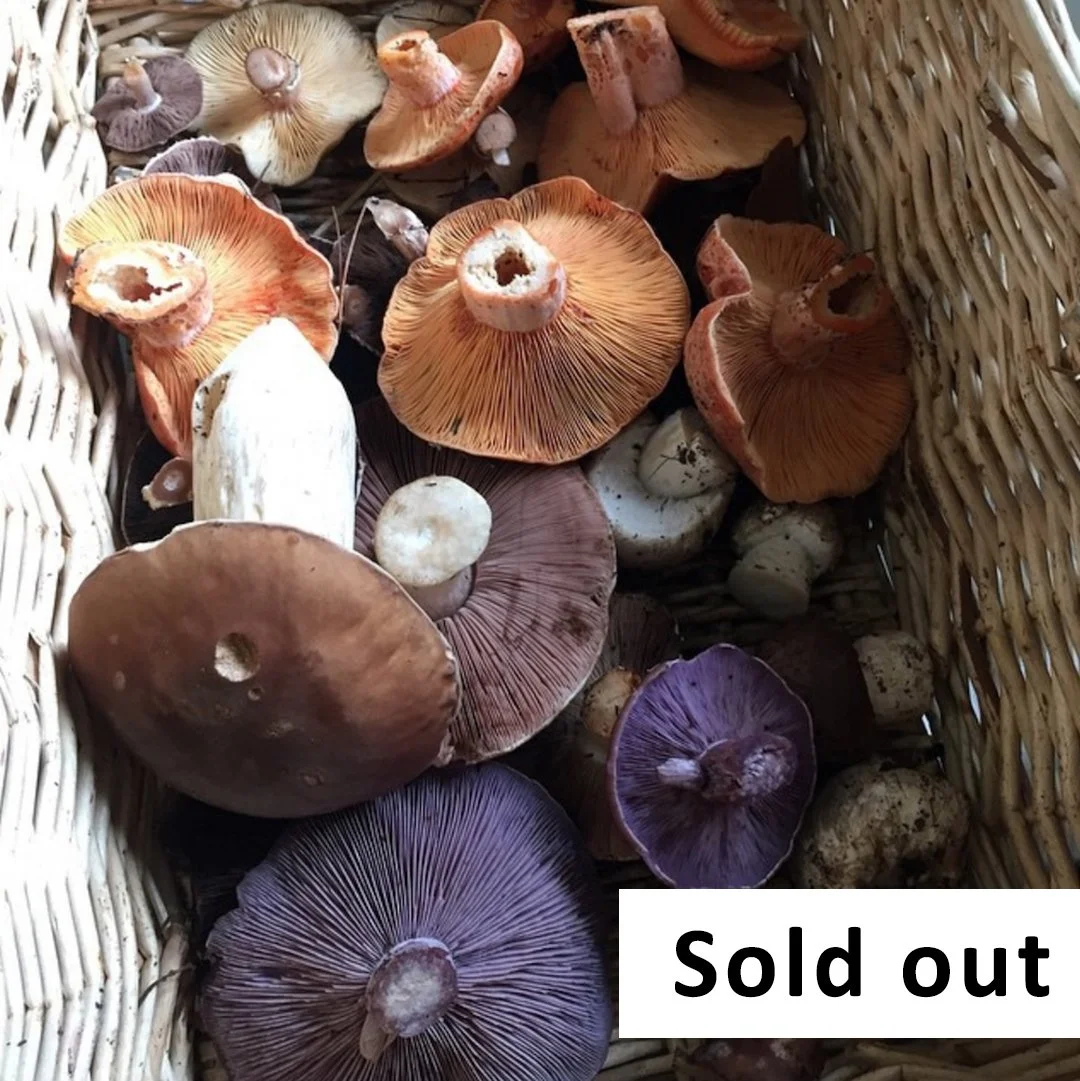 Intermediate Wild Edible Mushroom Foraging - April 28- Lithgow