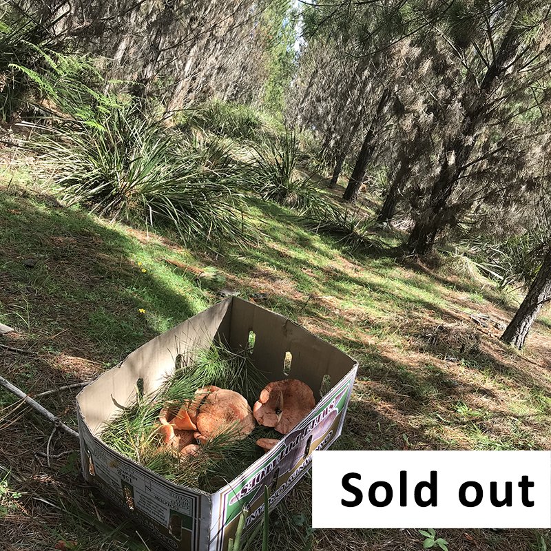 Mushroom Foraging Workshop for beginners - May 9 - Southern Highlands