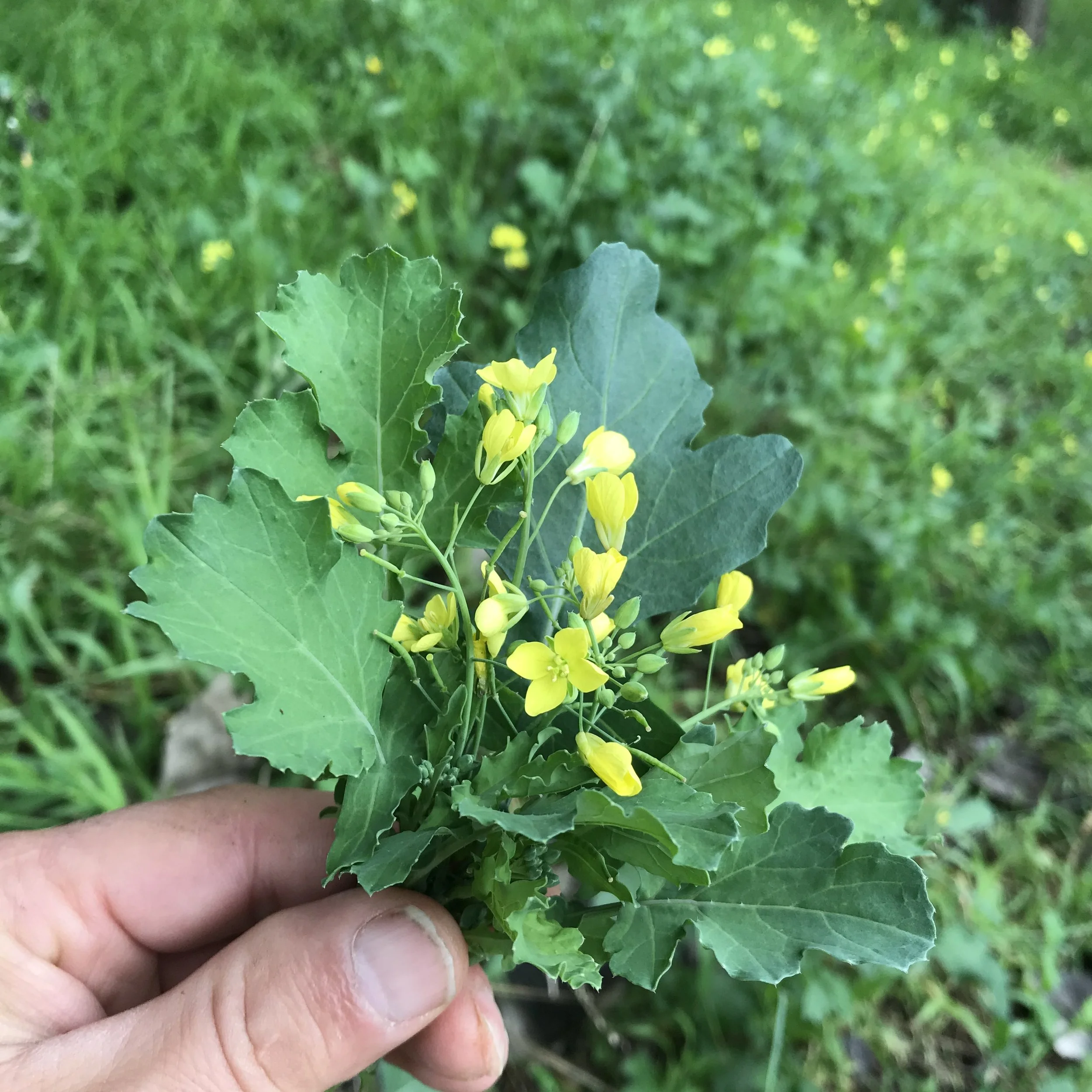 Wild about brassica- how to identify and eat wild turnip and wild mustard in Australia