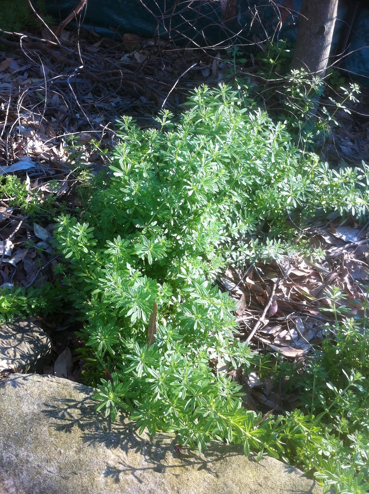 Cleaver-gallium-aparine forage for wild edibles in australia foraging.jpg