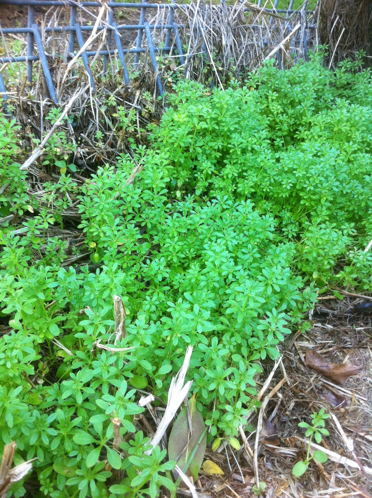 Cleaver-gallium-aparine forage for wild edibles in australia infestation.jpg