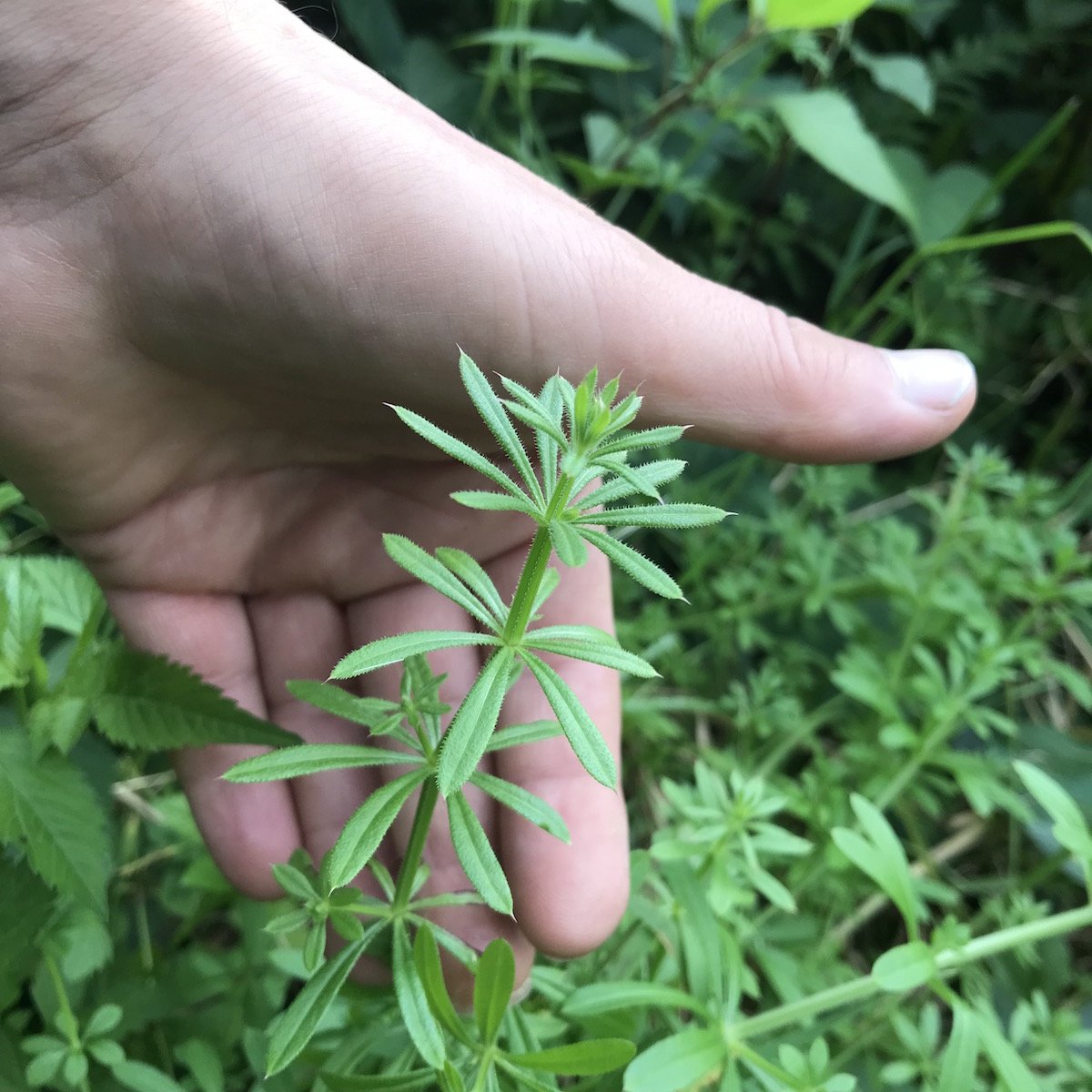 Blog Art Foraging Nature Australia Edible Weeds Storytelling Wild blog-art-foraging-nature-australia-edible-weeds-storytelling-wild