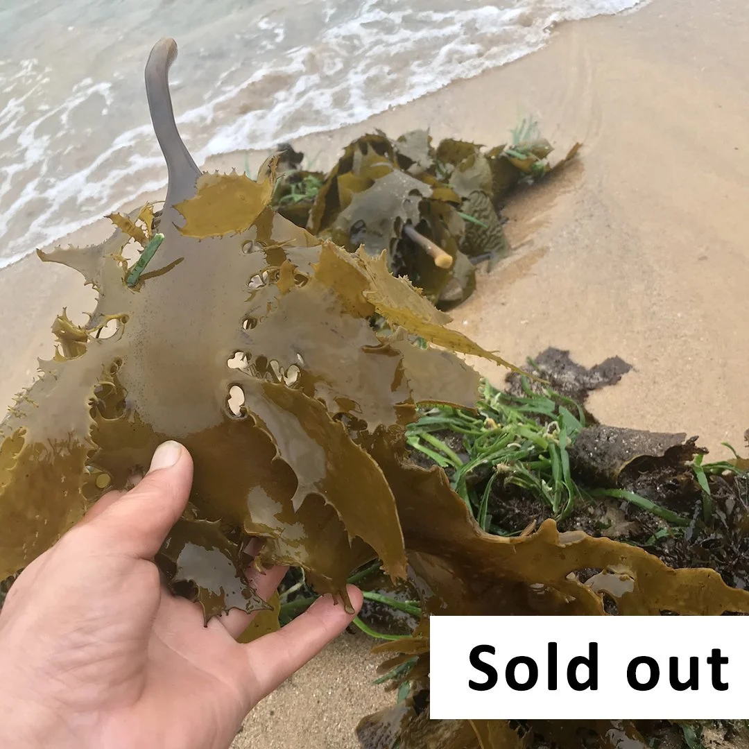 Seaside Foraging Workshop, Clovelly - March 14