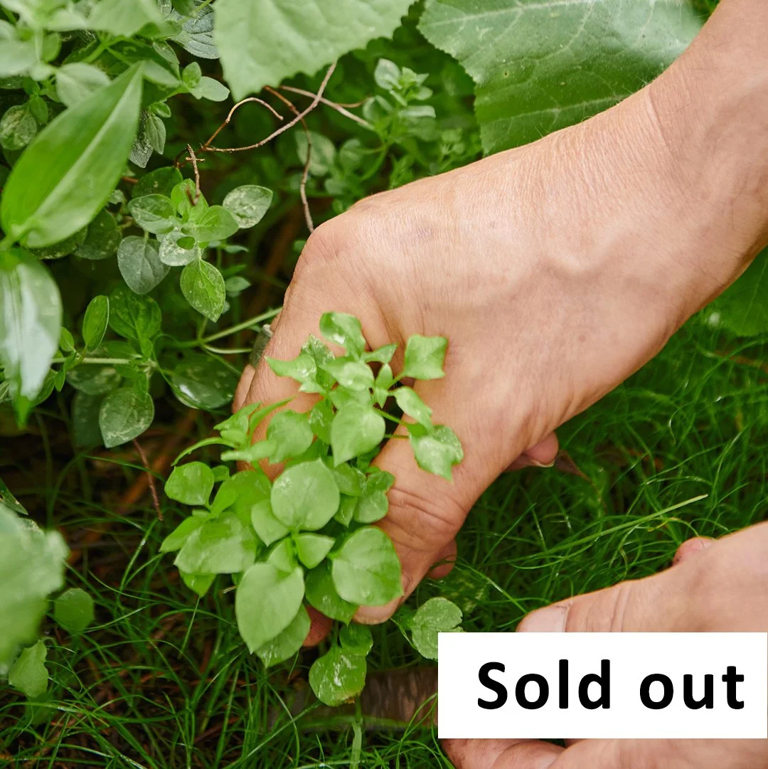 Chickweed-eatweeds-forage-wildfood-workshop-sold.jpg