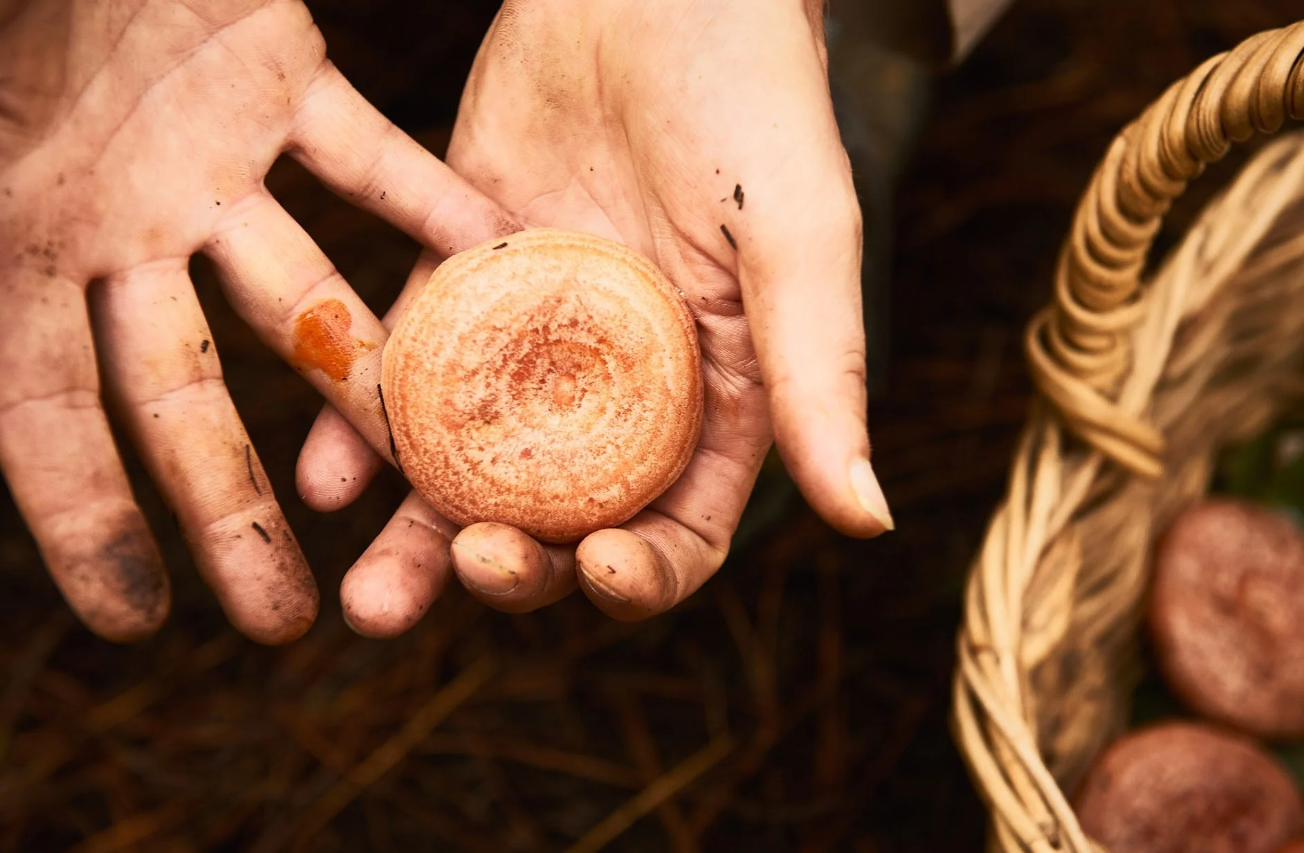 Mushroom Foraging Workshop for beginners - April 19 - Southern Highlands