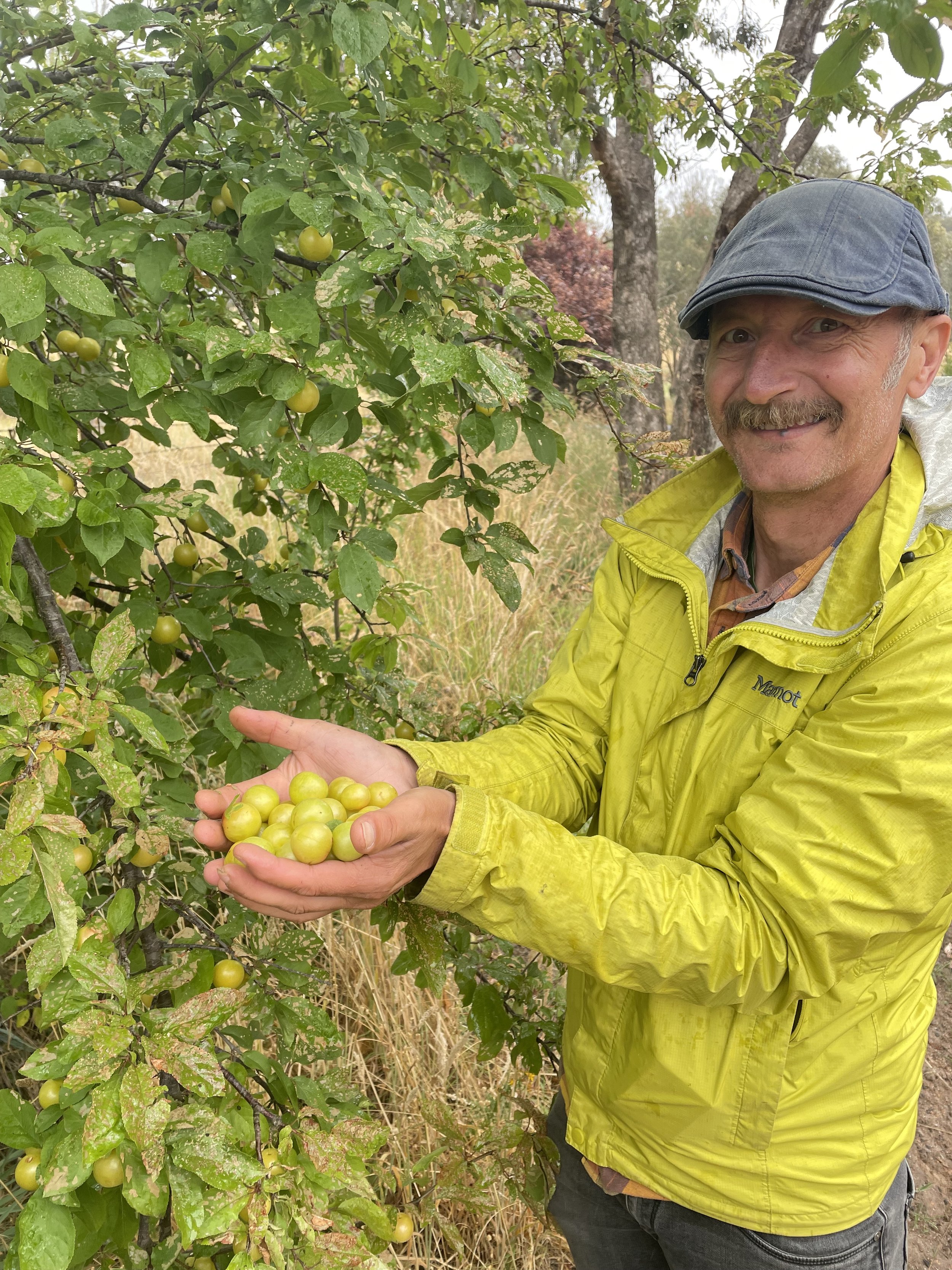 foraging for wild plums ion regional NSW copy.jpg
