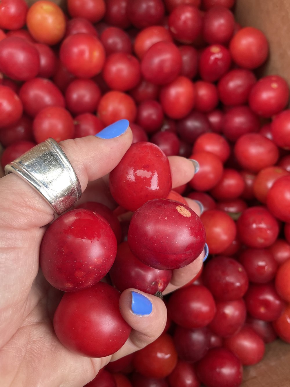 Wild cherry  plums copy.jpg