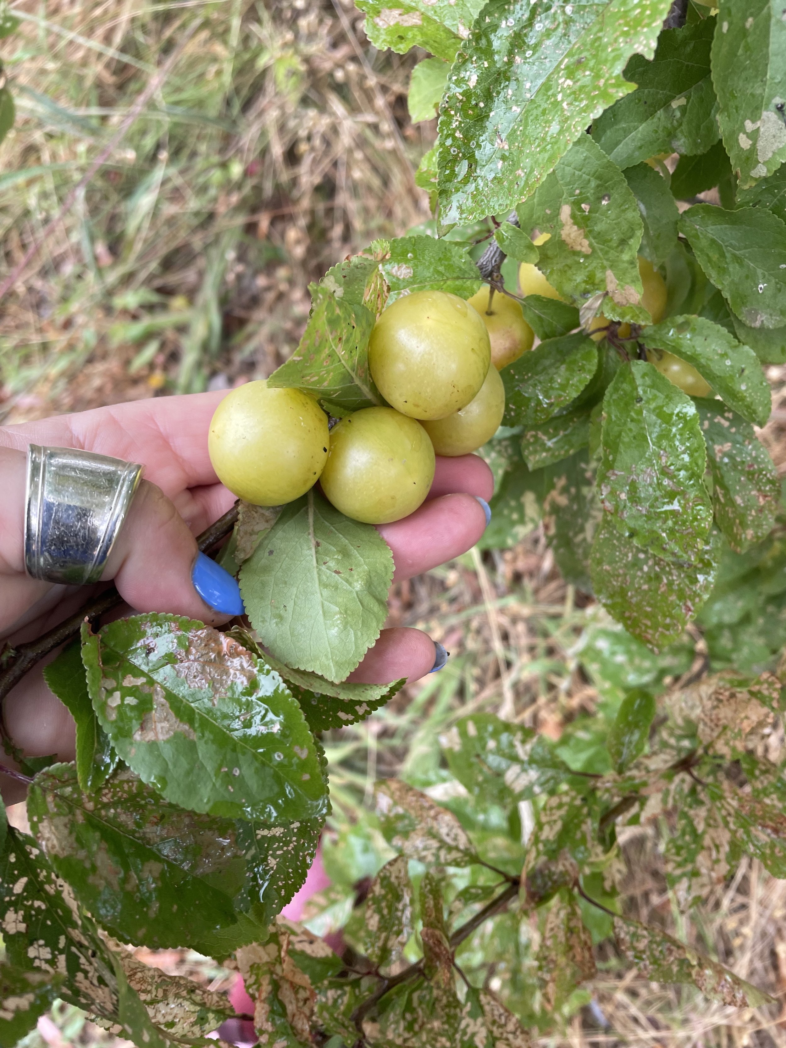 wild cherry plums in nsw copy.jpg