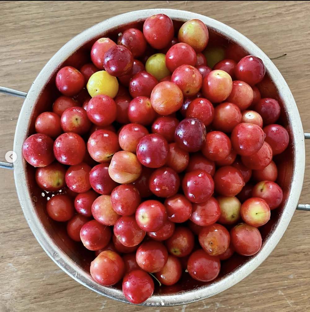 wild plums foraging recipe.png