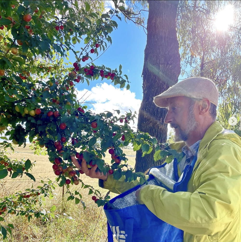 harvesting wild plums in NSW.png