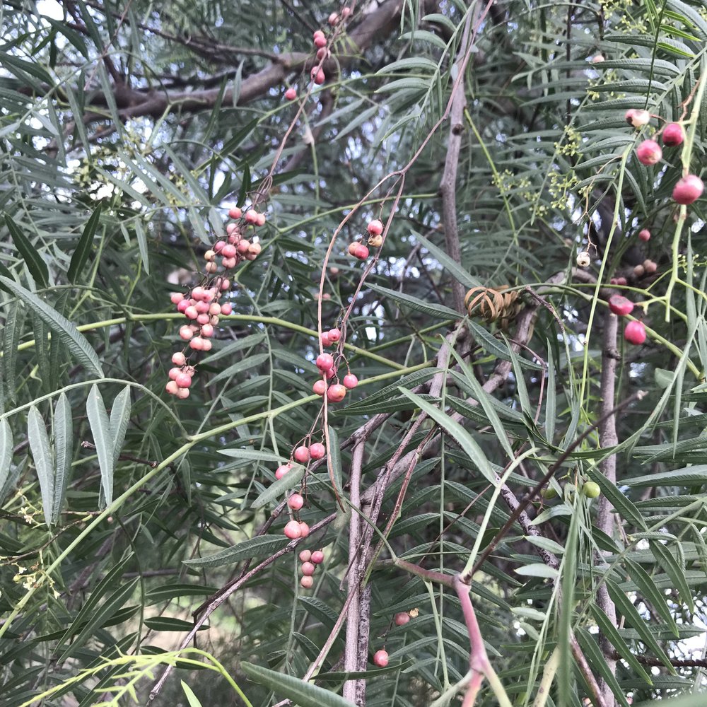 peppercorn tree berries.JPG