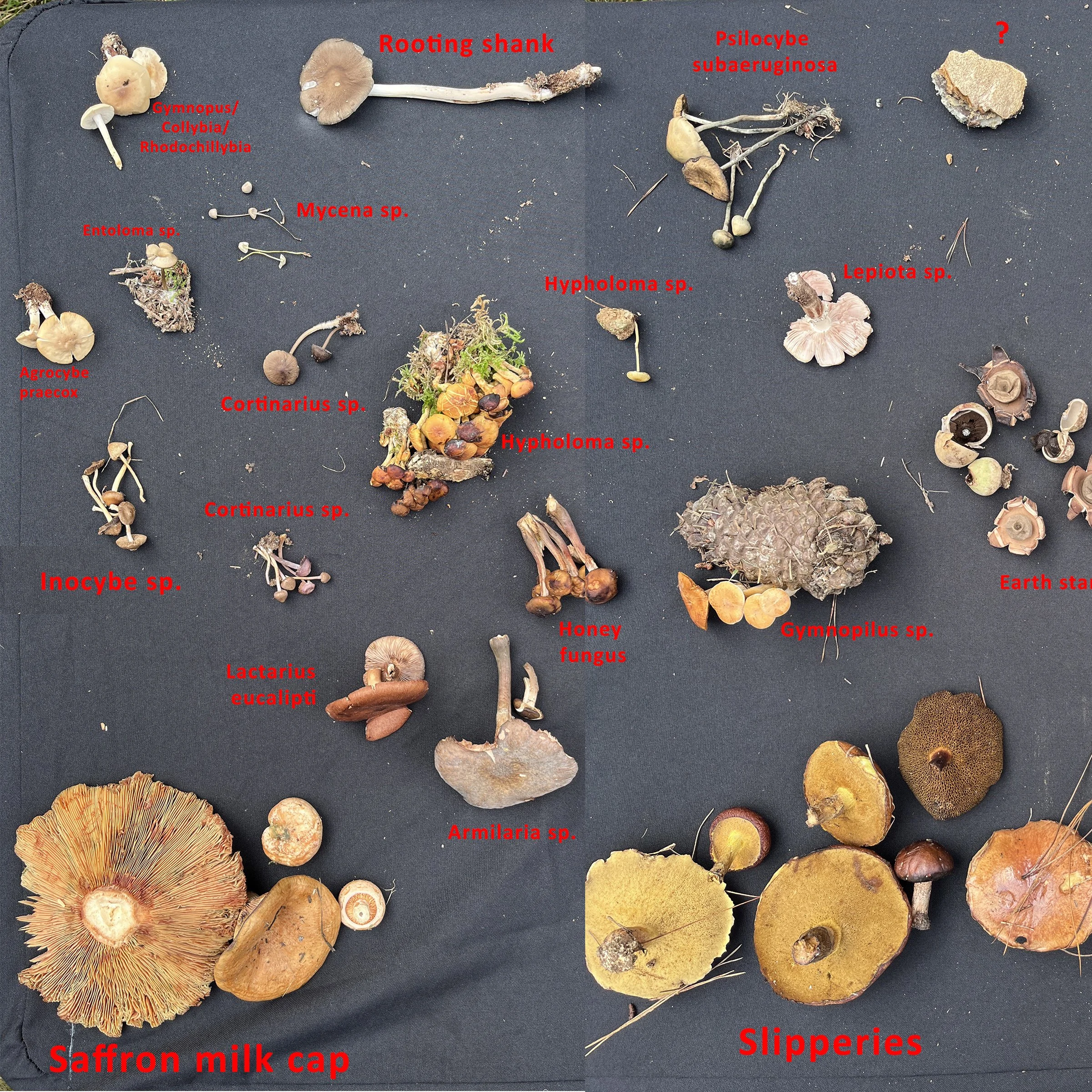 Mushroom Foraging Masterclass with Alison Pouliot - May 5, Lithgow