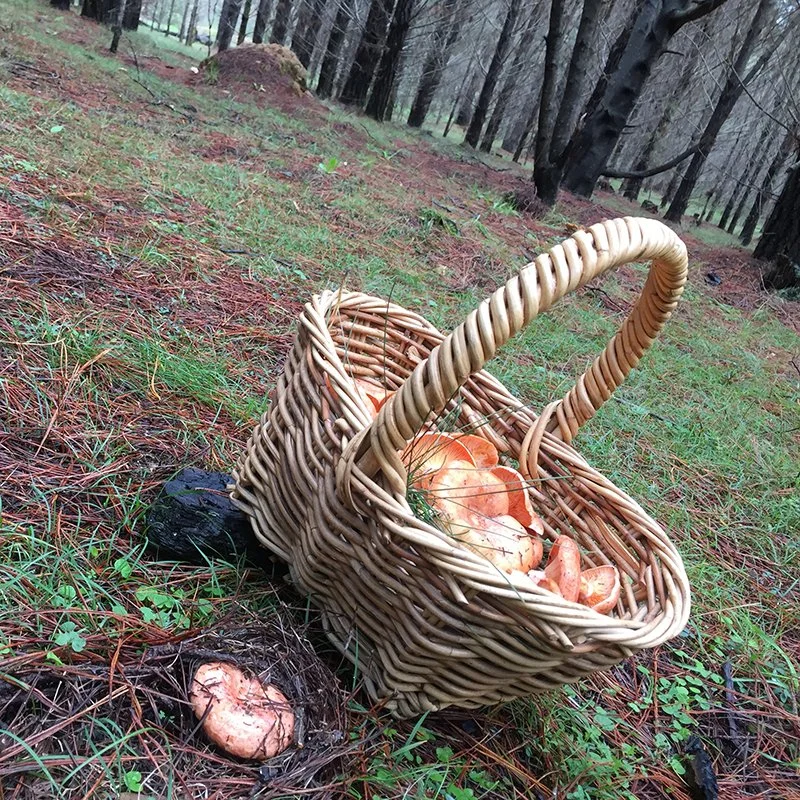 Tuesday Mushroom Foraging Workshop for beginners- April 14 - Lithgow