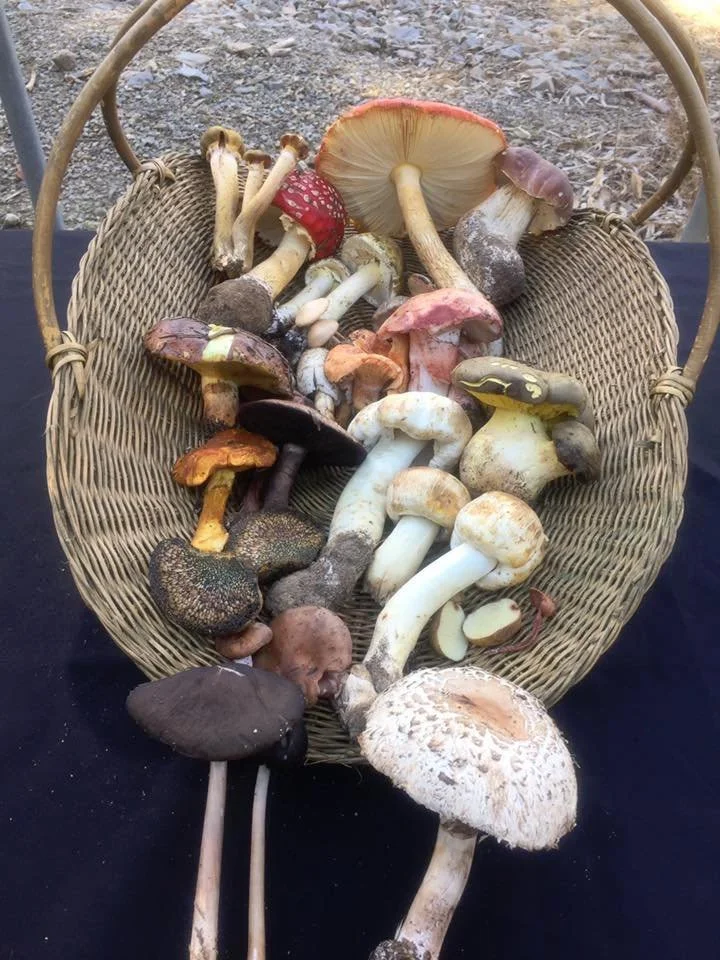 Intermediate Wild Edible Mushroom Foraging - April 25- Hampton