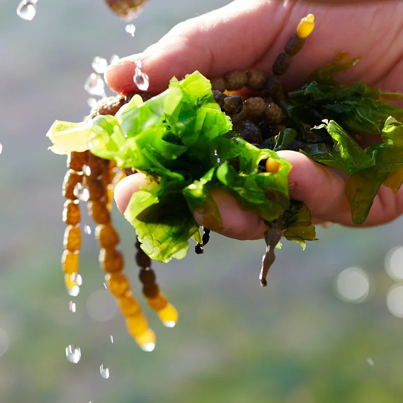 South Coast Seaside Foraging, December 13