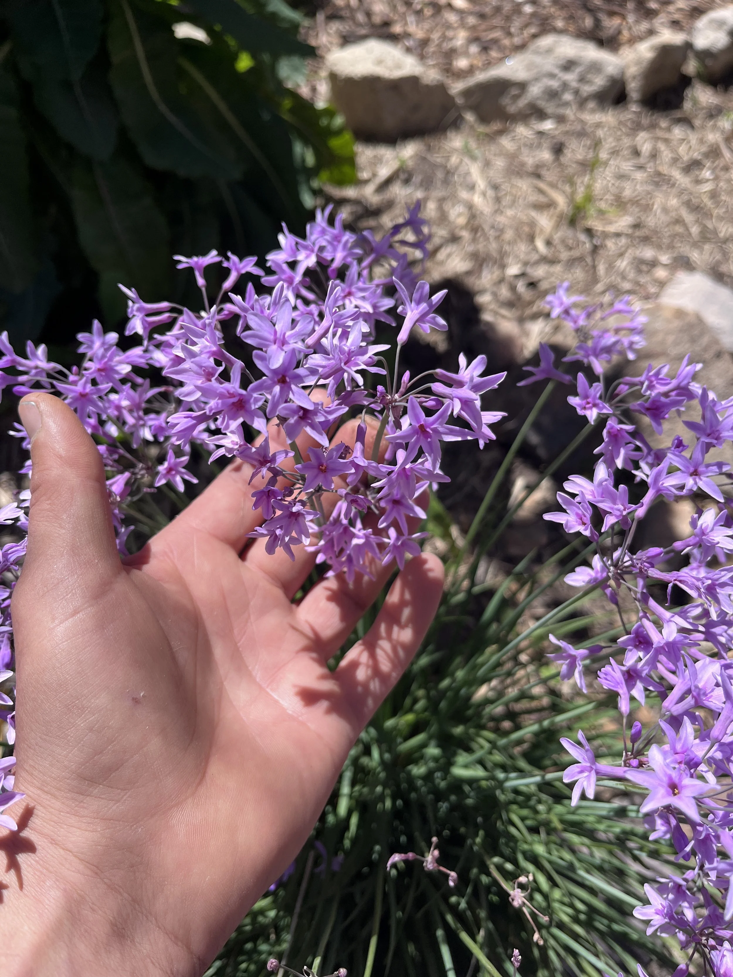 How to Forage and Eat Society Garlic 