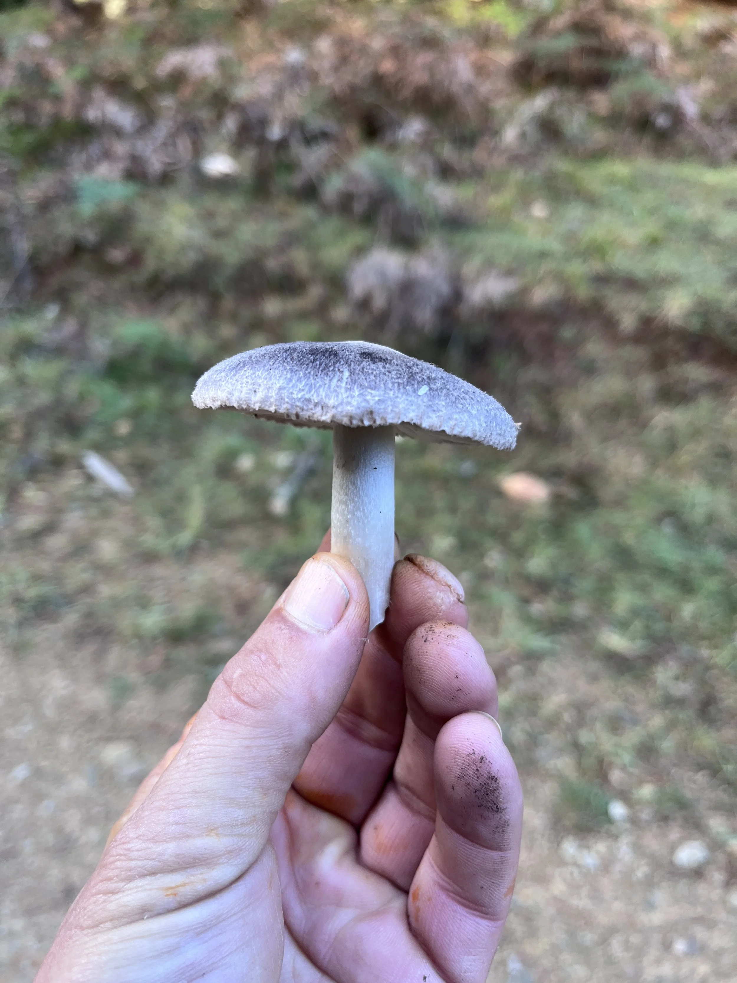 Grey knights, Nobility at our round table