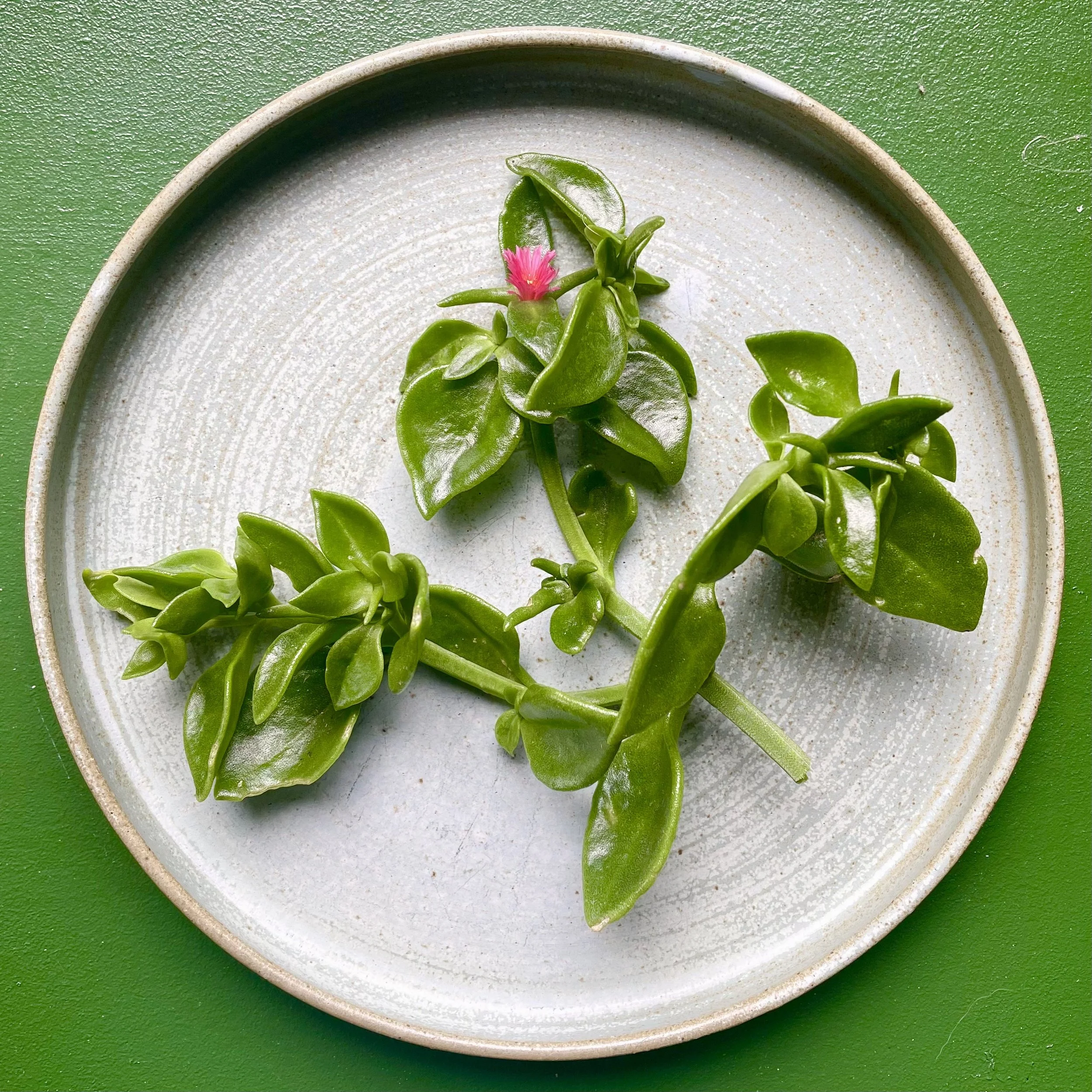 How to identify and eat ice plant