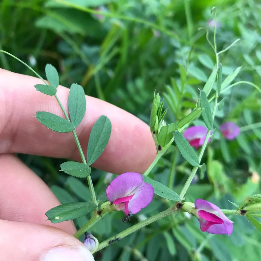 Common Vetch: How to Identify, Forage and eat.