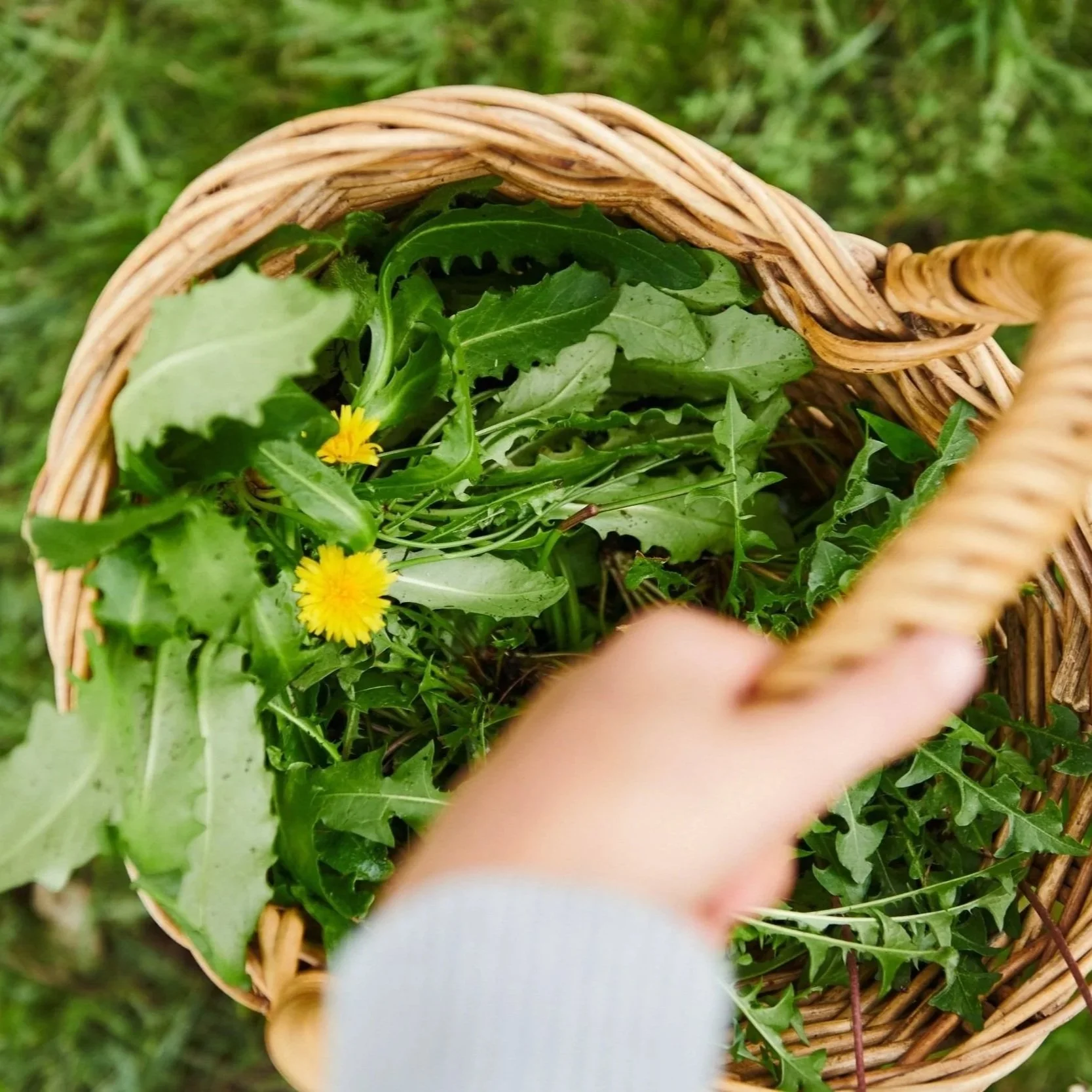Blue Mountains Foraging Workshop, November 22