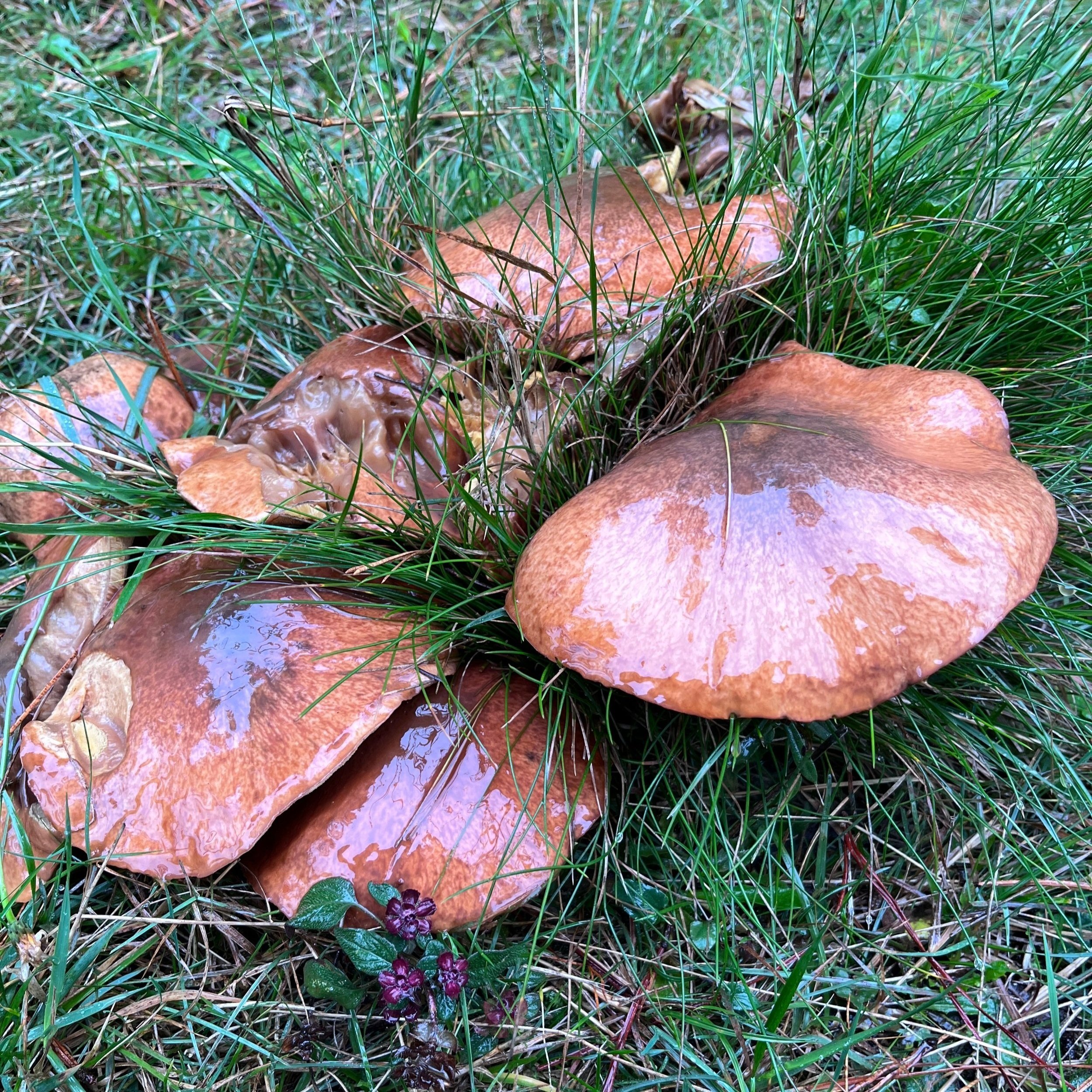 Mushrooms of Muir Woods - Muir Woods National Monument (U.S. National Park  Service)