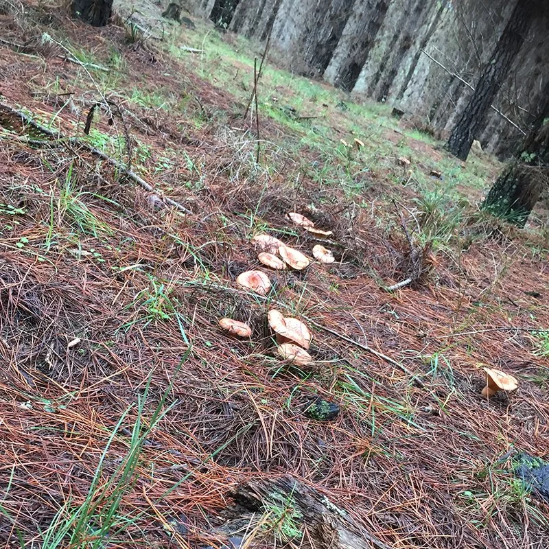 Mushroom Foraging Workshop for beginners - May 17 - Hampton