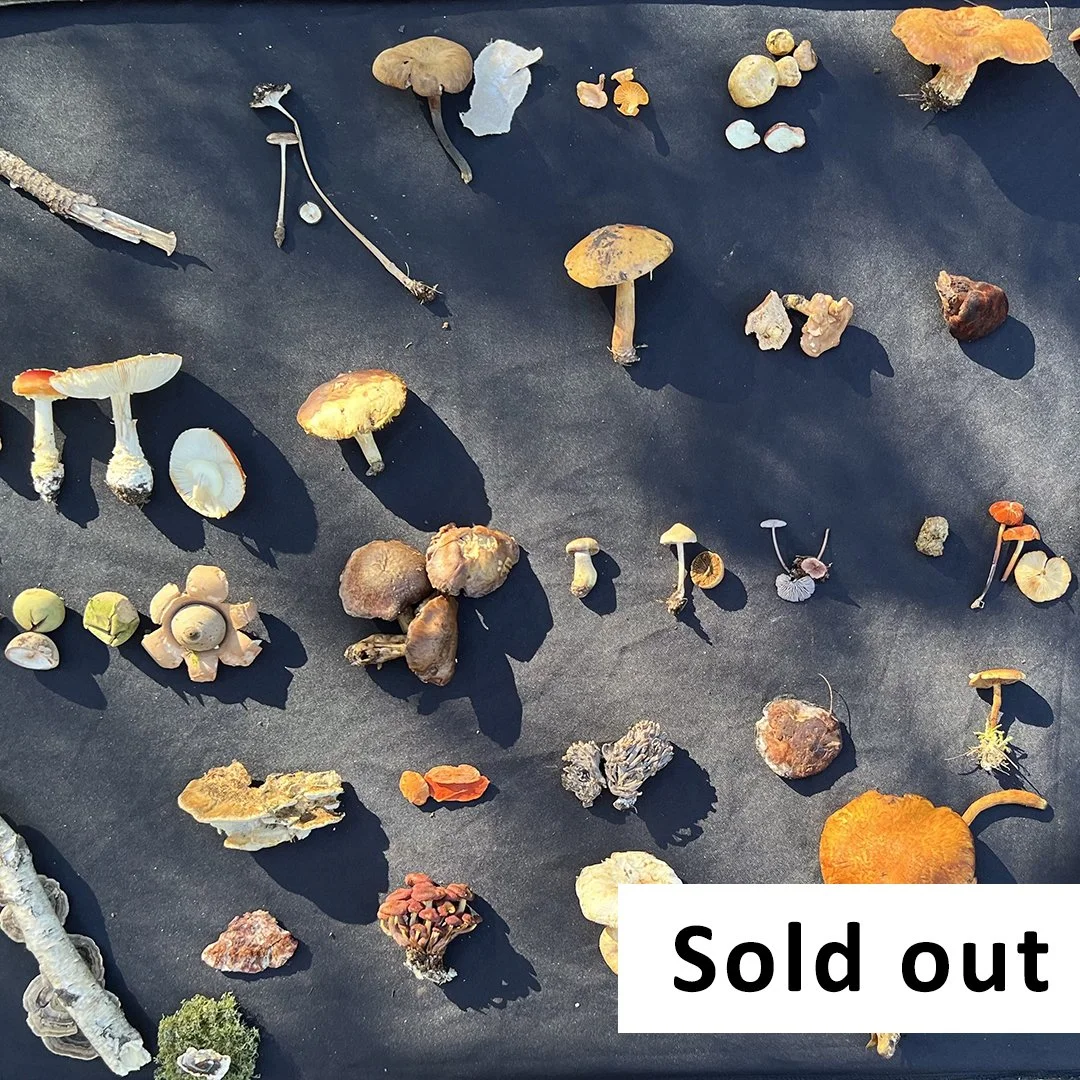 Mushroom Foraging Masterclass with Alison Pouliot - May 2, Lithgow
