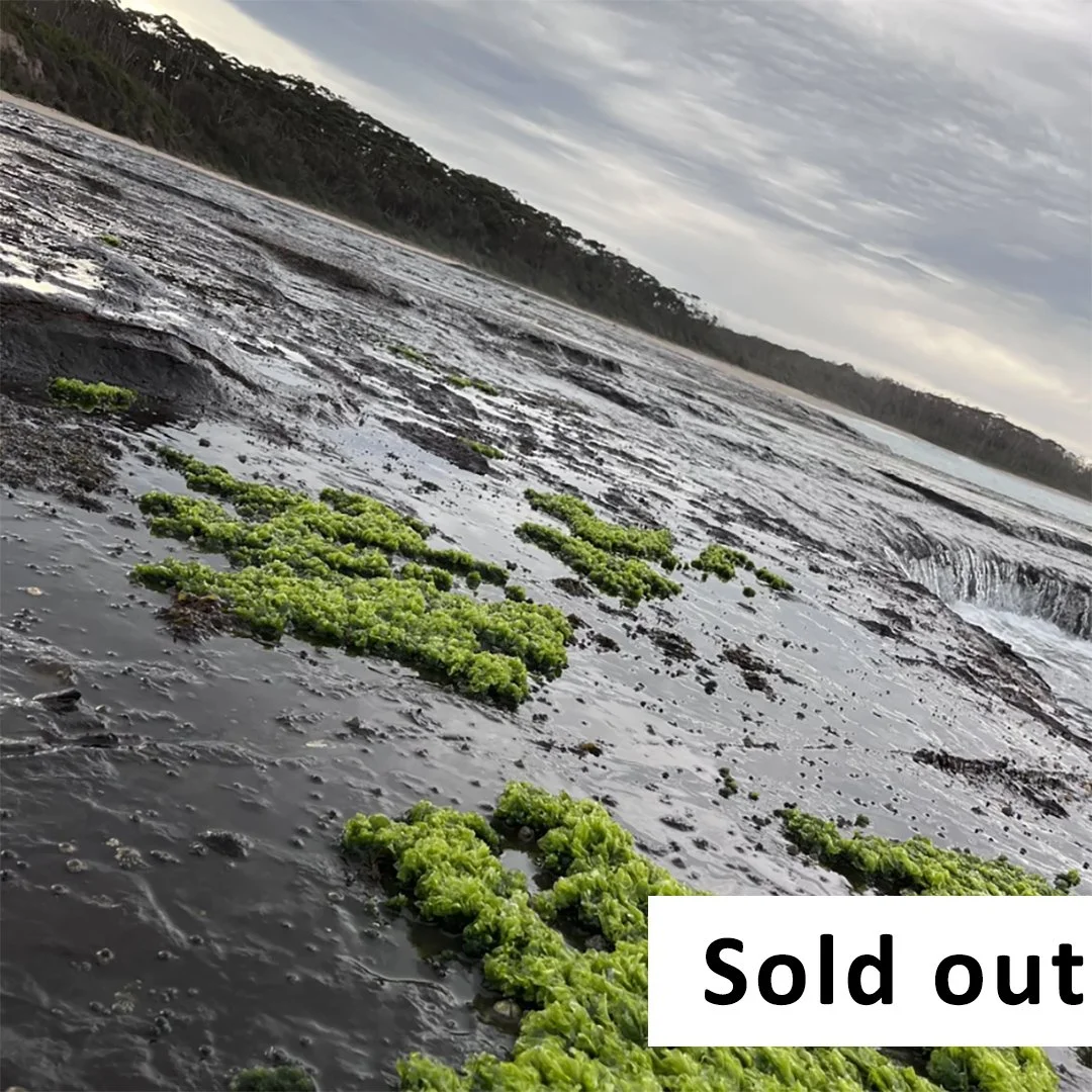 South Coast Seaside Foraging, August 23