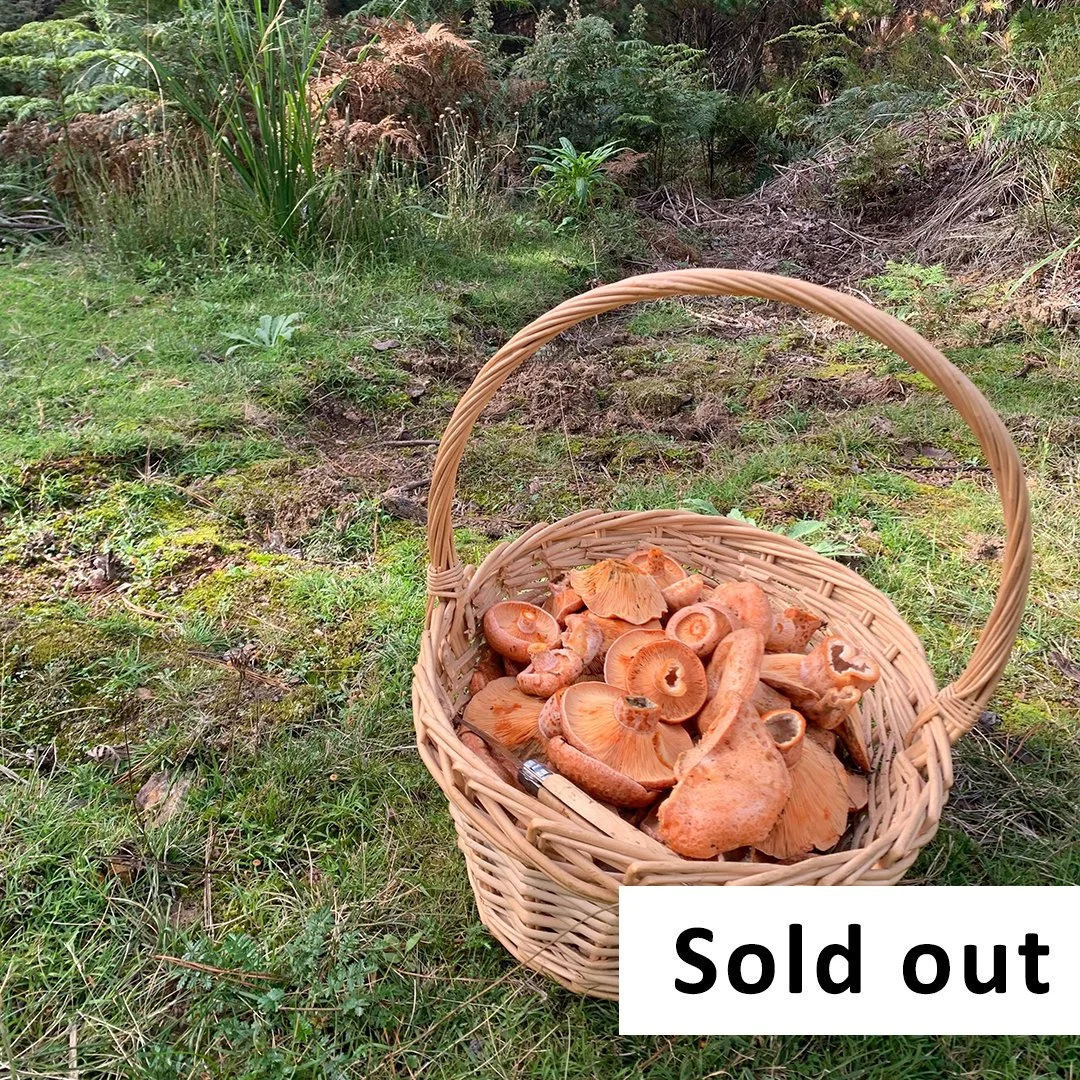 Mushroom Foraging Workshop for beginners - April 18 - Southern Highlands