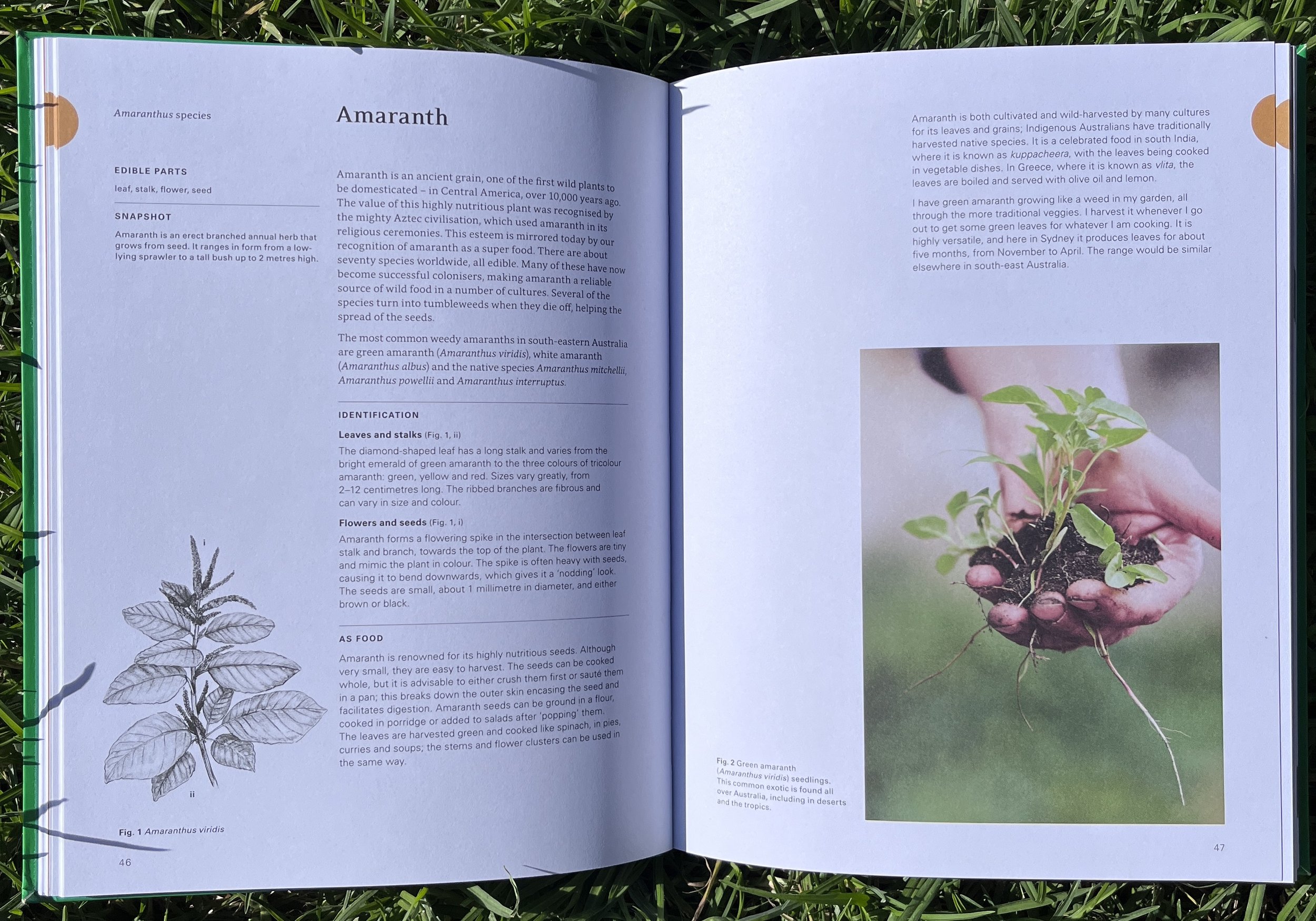 Eat Weeds bestselling guide for foraging wild edibles in Australia ...