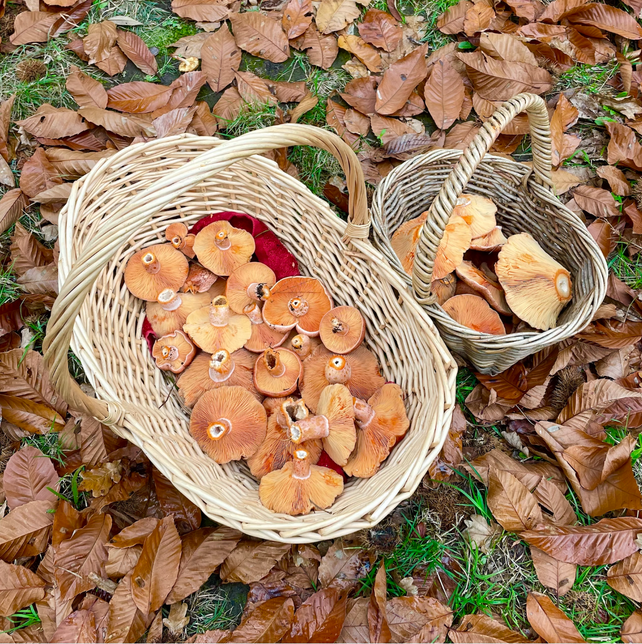 mushroom foraging workshop nsw experience wild food hunt.png
