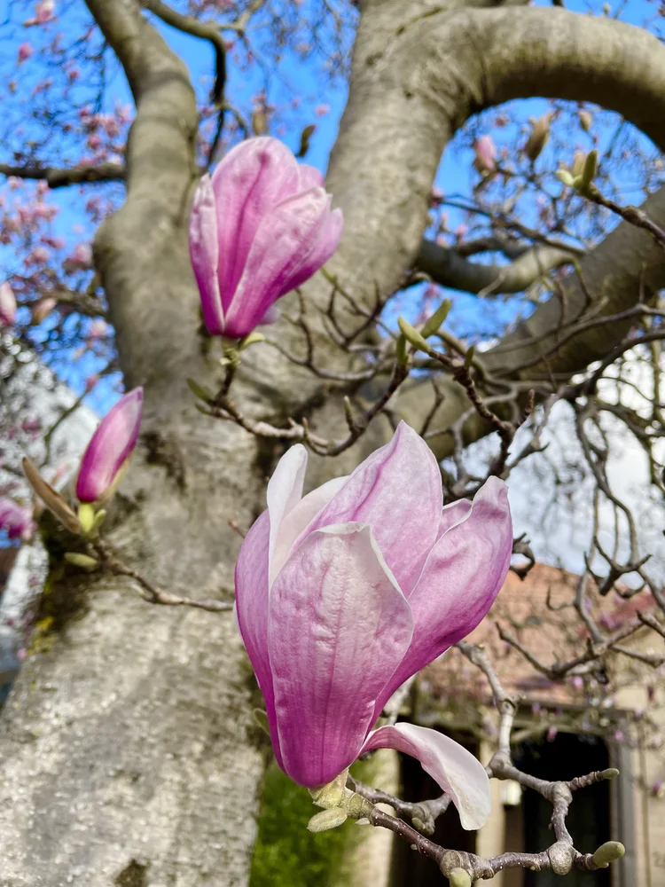 Learn how to identify, cook and eat magnolia flowers — Wild Plants