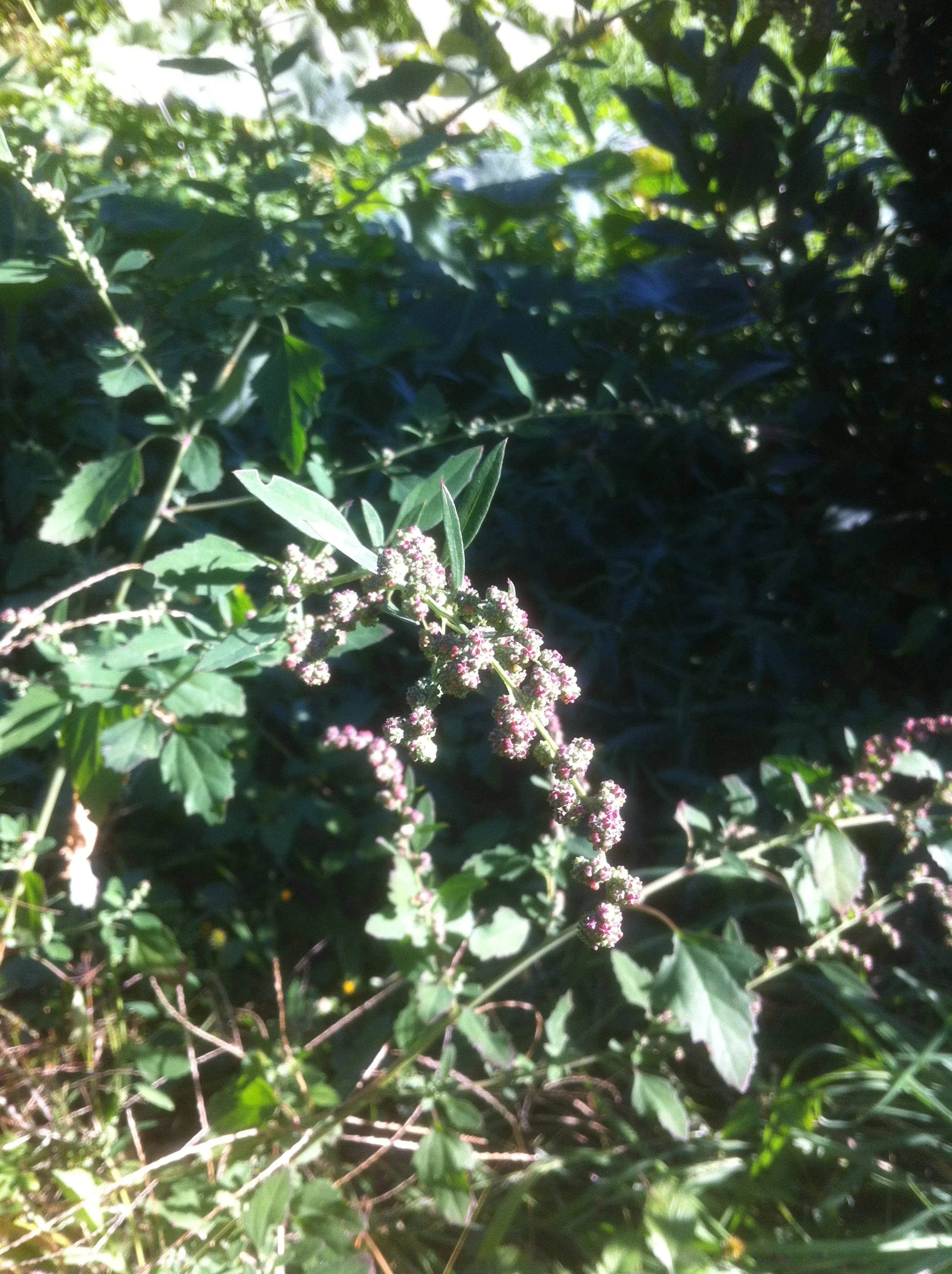 Fat Hen: How to forage it and safely add it to your recipes. — Wild ...