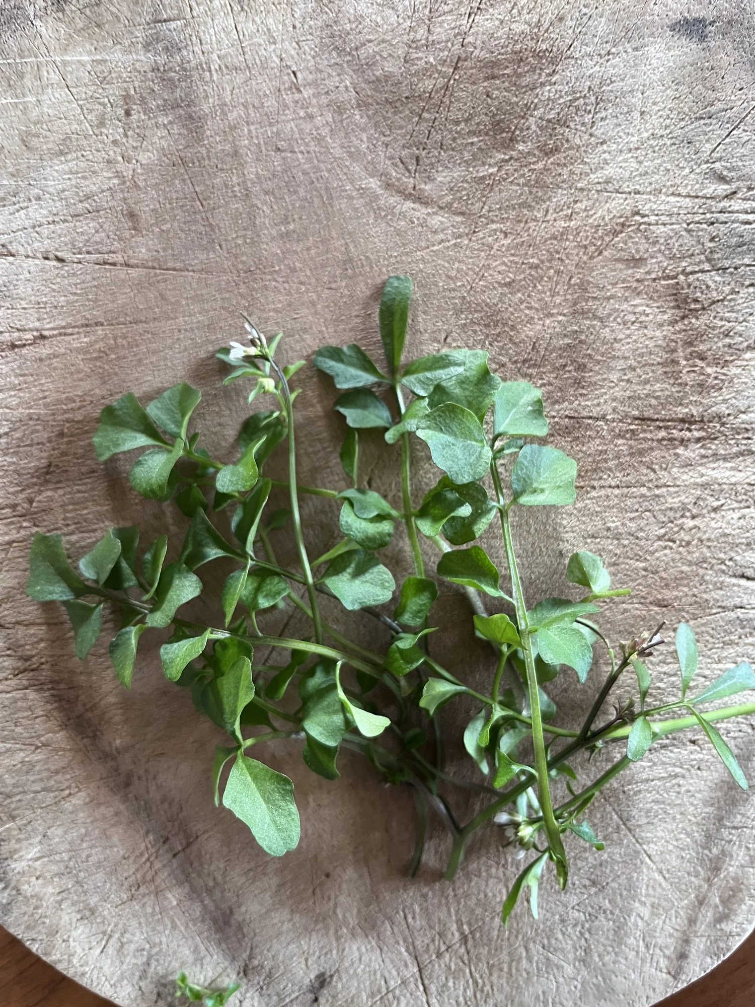 Learn to identify flickweed bittercress, edible wild forage — Wild ...