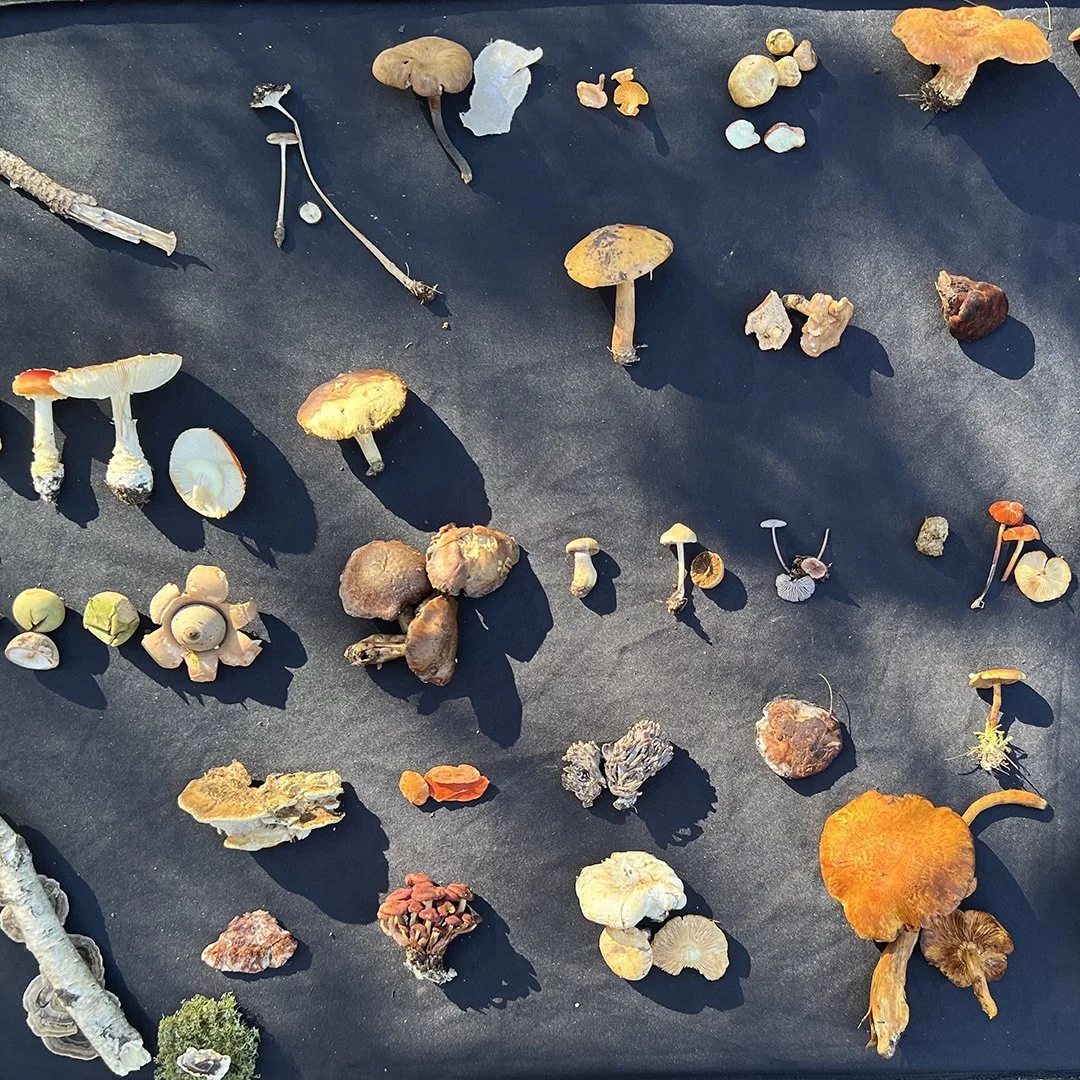 Mushroom Foraging Masterclass with Alison Pouliot - May 2, Lithgow