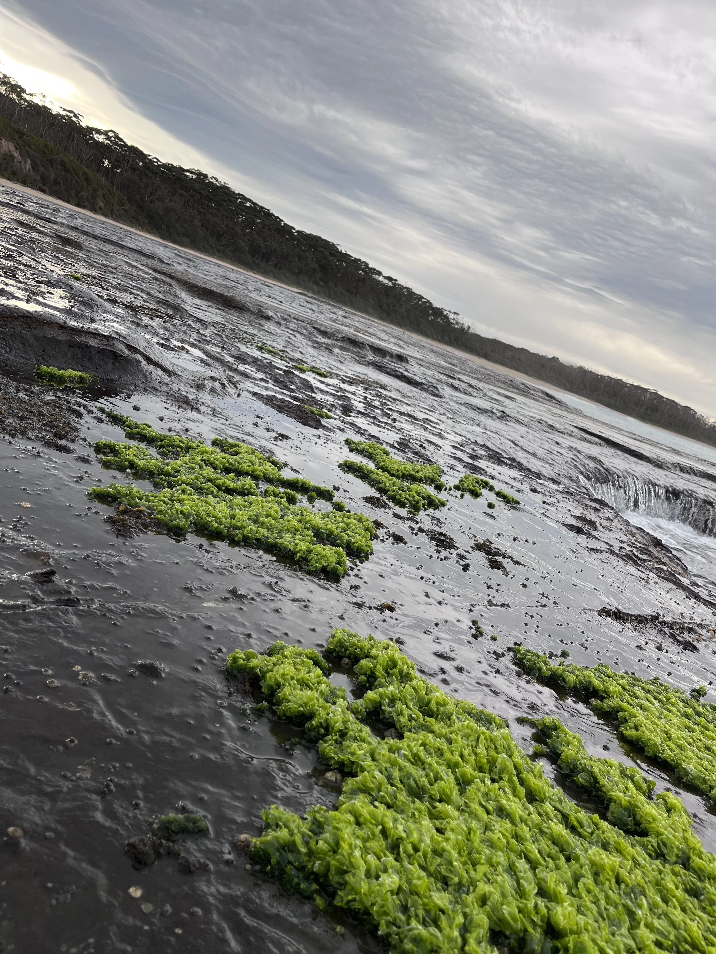 Foraging for sea lettuce in australia.jpg